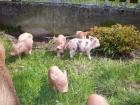 Minischweinchen Microschweinchen Minipig sehr klein bleibend